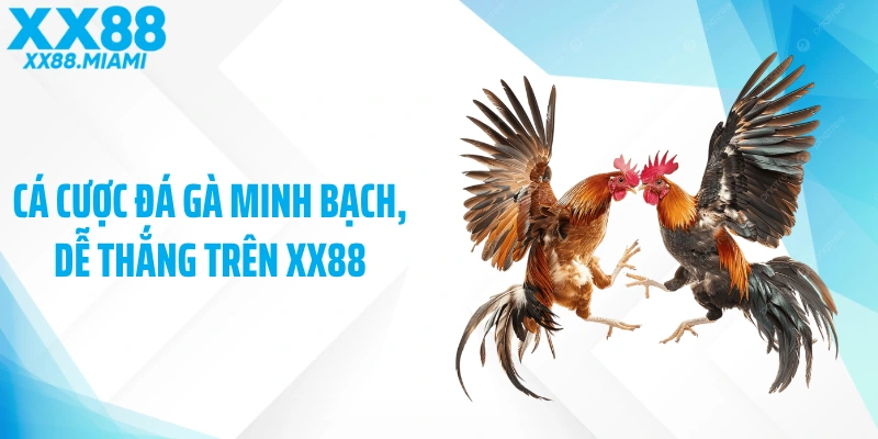 Cá cược đá gà minh bạch, dễ thắng trên XX88